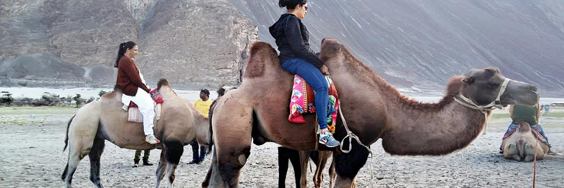 Double Humped Camel Ride Ladakh