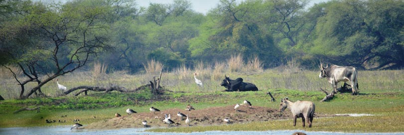 Bharatpur Bird Sanctuary