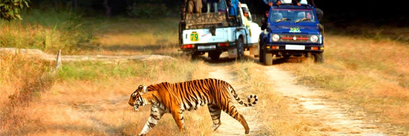 Wildlife in Uttarakhand